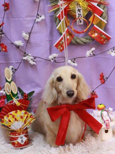 20230113きなこちゃん